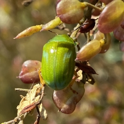 Calomela pallida (Leaf beetle) at QPRC LGA - 14 Feb 2022 by Steve_Bok