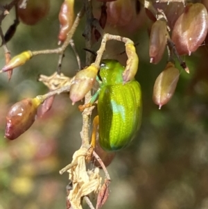 Calomela pallida at Googong, NSW - 15 Feb 2022 10:18 AM