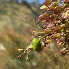 Calomela pallida at Googong, NSW - 15 Feb 2022 10:18 AM