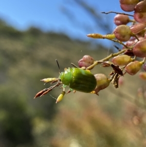 Calomela pallida at Googong, NSW - 15 Feb 2022 10:18 AM