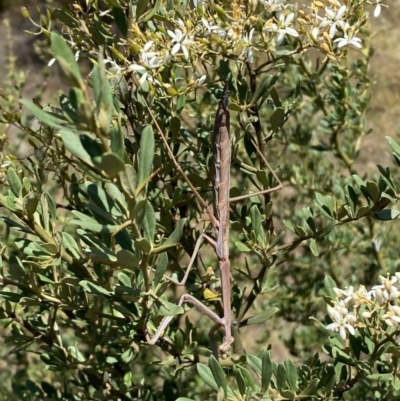 Unidentified Praying mantis (Mantodea) at Googong, NSW - 14 Feb 2022 by Steve_Bok