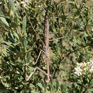 Mantidae (family) adult or nymph at Googong, NSW - 15 Feb 2022 10:06 AM