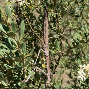 Mantidae (family) adult or nymph at Googong, NSW - 15 Feb 2022 10:06 AM