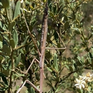 Mantidae (family) adult or nymph at Googong, NSW - 15 Feb 2022 10:06 AM