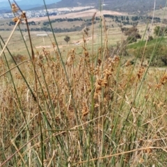 Juncus sp. (A Rush) at The Pinnacle - 14 Feb 2022 by sangio7