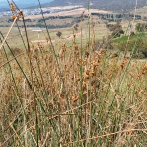 Juncus sp. at Molonglo Valley, ACT - 14 Feb 2022