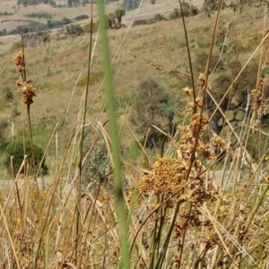 Juncus (genus) at Molonglo Valley, ACT - 14 Feb 2022 11:03 AM