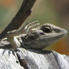Amphibolurus muricatus (Jacky Lizard) at Forde, ACT - 14 Feb 2022 by Christine