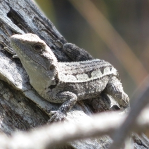 Amphibolurus muricatus at Forde, ACT - 14 Feb 2022 11:21 AM