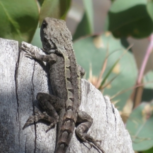 Amphibolurus muricatus at Forde, ACT - 14 Feb 2022 11:21 AM