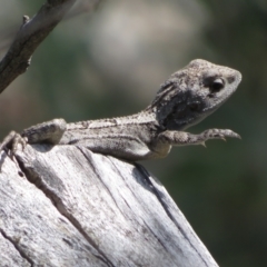 Amphibolurus muricatus at Forde, ACT - 14 Feb 2022 11:21 AM