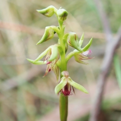 Corunastylis cornuta (Horned Midge Orchid) at Cook, ACT - 4 Feb 2022 by CathB