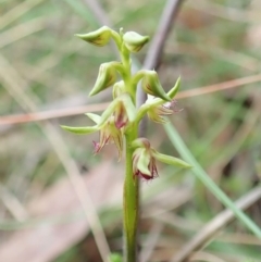 Corunastylis cornuta at Cook, ACT - suppressed