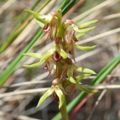 Corunastylis cornuta (Horned Midge Orchid) at Aranda, ACT - 11 Feb 2022 by CathB