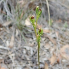Speculantha rubescens (Blushing Tiny Greenhood) at Aranda Bushland - 11 Feb 2022 by CathB