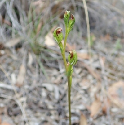 Speculantha rubescens (Blushing Tiny Greenhood) at Aranda, ACT - 11 Feb 2022 by CathB