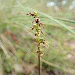 Corunastylis clivicola (Rufous midge orchid) at Aranda, ACT - 1 Feb 2022 by CathB