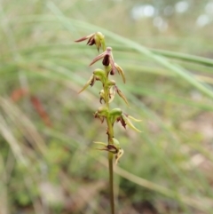 Corunastylis clivicola (Rufous midge orchid) at Aranda, ACT - 2 Feb 2022 by CathB