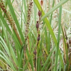 Calochilus montanus (Copper Beard Orchid) at Aranda, ACT - 1 Feb 2022 by CathB