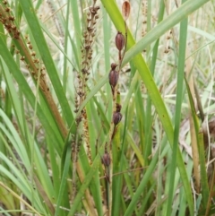 Calochilus montanus (Copper Beard Orchid) at Aranda, ACT - 2 Feb 2022 by CathB