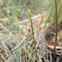 Corunastylis cornuta (Horned Midge Orchid) at Aranda Bushland - 1 Feb 2022 by CathB