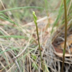 Corunastylis cornuta (Horned Midge Orchid) at Aranda, ACT - 2 Feb 2022 by CathB