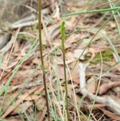 Corunastylis cornuta at Aranda, ACT - suppressed