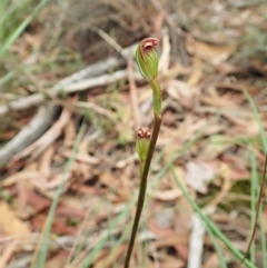 Speculantha rubescens (Blushing Tiny Greenhood) at Aranda Bushland - 1 Feb 2022 by CathB