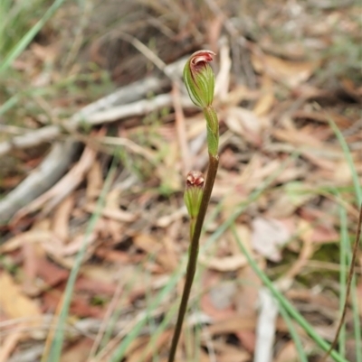 Speculantha rubescens (Blushing Tiny Greenhood) at Aranda Bushland - 1 Feb 2022 by CathB