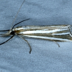 Hednota species near grammellus (Pyralid or snout moth) at Tumut, NSW - 13 Feb 2022 by jb2602