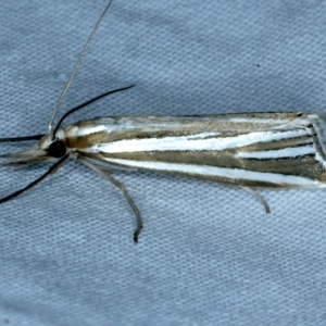 Hednota species near grammellus at Tumut, NSW - 13 Feb 2022 09:50 PM