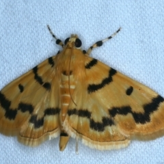 Dichocrocis clytusalis (Kurrajong Leaf-tier, Kurrajong Bag Moth) at Tumut, NSW - 13 Feb 2022 by jb2602