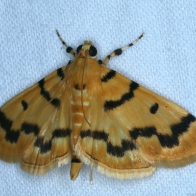 Dichocrocis clytusalis (Kurrajong Leaf-tier, Kurrajong Bag Moth) at Tumut, NSW - 13 Feb 2022 by jb2602