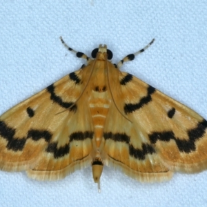 Dichocrocis clytusalis at Tumut, NSW - 13 Feb 2022 09:49 PM