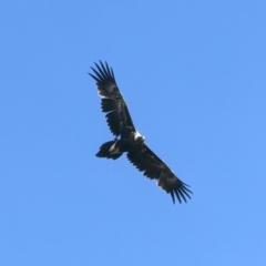 Aquila audax (Wedge-tailed Eagle) at Kosciuszko National Park - 13 Feb 2022 by jb2602