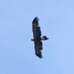 Aquila audax at Talbingo, NSW - 13 Feb 2022