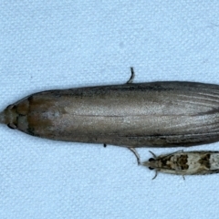 Meyriccia latro (Pyralid moth) at Tumut, NSW - 12 Feb 2022 by jb2602