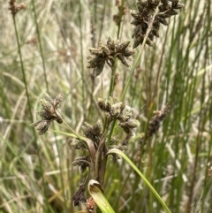 Scirpus polystachyus (Large-head Club-rush) at Namadgi National Park - 10 Feb 2022 by JaneR