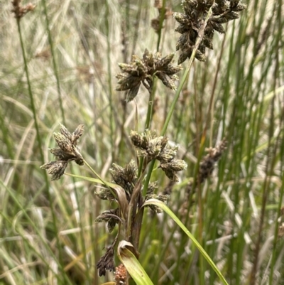 Scirpus polystachyus (Large-head Club-rush) at Namadgi National Park - 10 Feb 2022 by JaneR