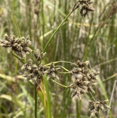 Scirpus polystachyus at Cotter River, ACT - 10 Feb 2022