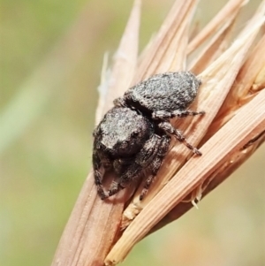 Simaetha sp. (genus) at Cook, ACT - 1 Feb 2022 12:10 PM