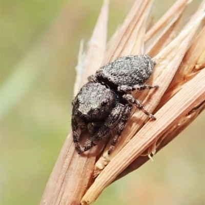 Simaetha sp. (genus) (Unidentified Brown jumper) at Mount Painter - 1 Feb 2022 by CathB