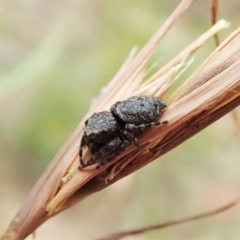 Simaetha sp. (genus) at Cook, ACT - 1 Feb 2022 12:10 PM