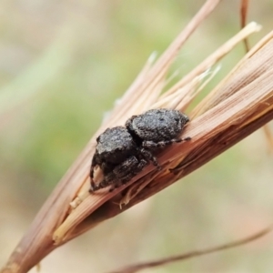 Simaetha sp. (genus) at Cook, ACT - 1 Feb 2022 12:10 PM