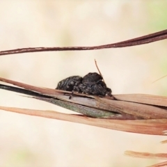 Simaetha sp. (genus) at Cook, ACT - 1 Feb 2022