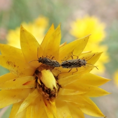 Nysius sp. (genus) (Seed bug) at Mount Painter - 1 Feb 2022 by CathB