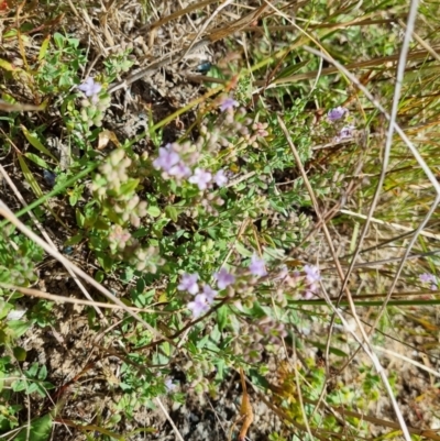 Mentha diemenica (Wild Mint, Slender Mint) at Budjan Galindji (Franklin Grassland) Reserve - 8 Feb 2022 by EmilySutcliffe