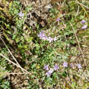 Mentha diemenica at Franklin, ACT - 8 Feb 2022