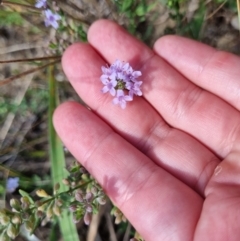 Mentha diemenica at Franklin, ACT - 8 Feb 2022