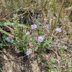 Mentha diemenica at Franklin, ACT - 8 Feb 2022